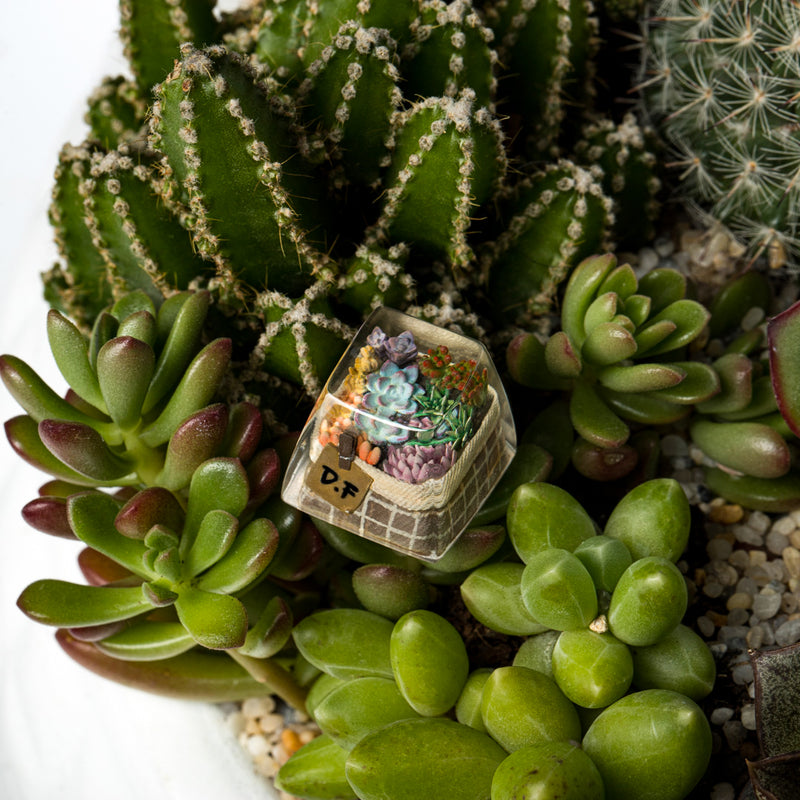 Load image into Gallery viewer, Dwarf Factory - Terrarium - SA R1 Profile Artisans