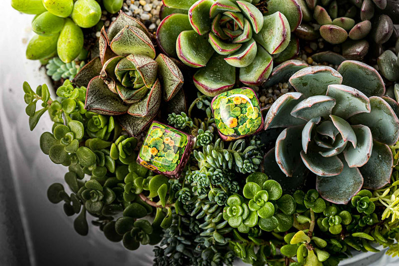 Load image into Gallery viewer, Dwarf Factory - Terrarium - SA R1 Profile Artisans