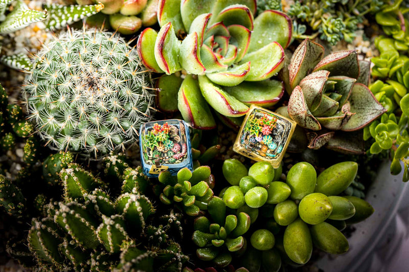 Load image into Gallery viewer, Dwarf Factory - Terrarium - SA R1 Profile Artisans