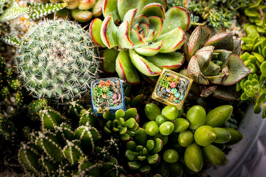 Dwarf Factory - Terrarium - SA R1 Profile Artisans